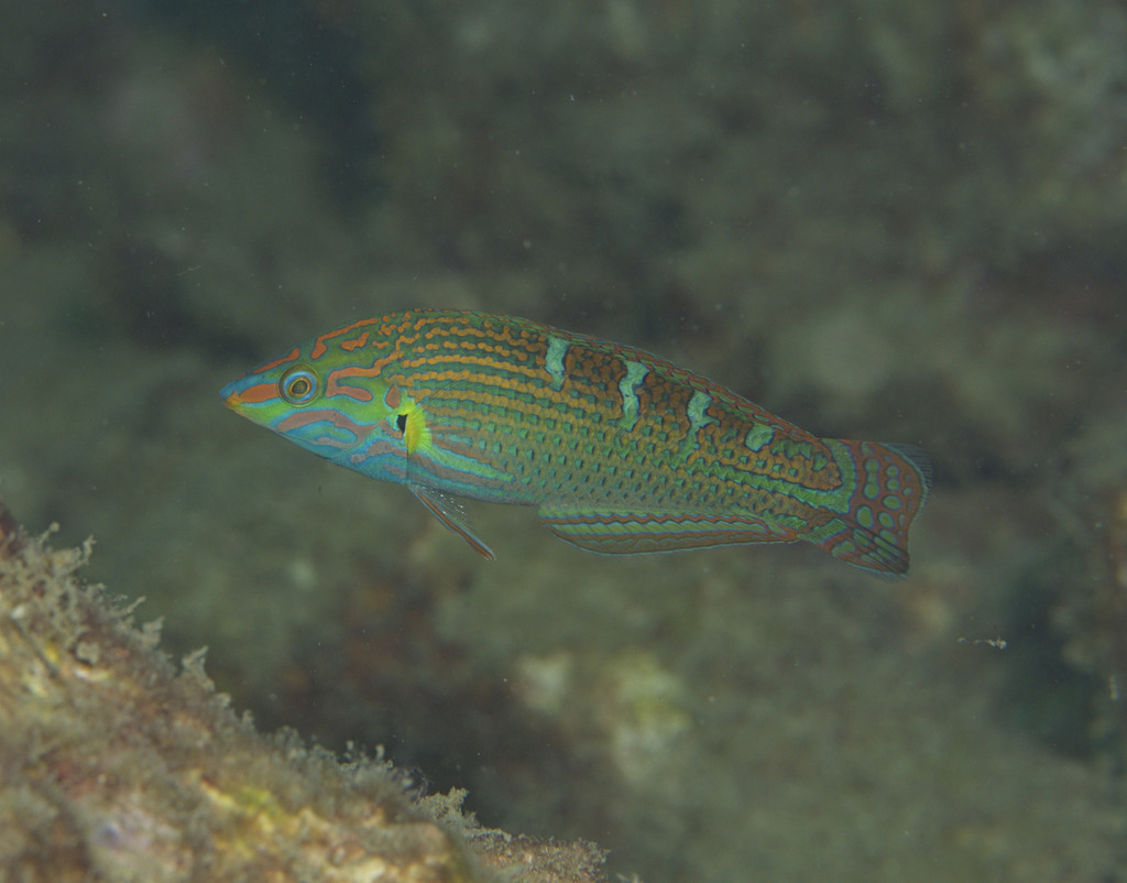 Indian Pinstriped Wrasse<br><span style='font-size:12px'><i>iNaturalist</i>&nbsp&nbsp&nbsp&nbsp</span>