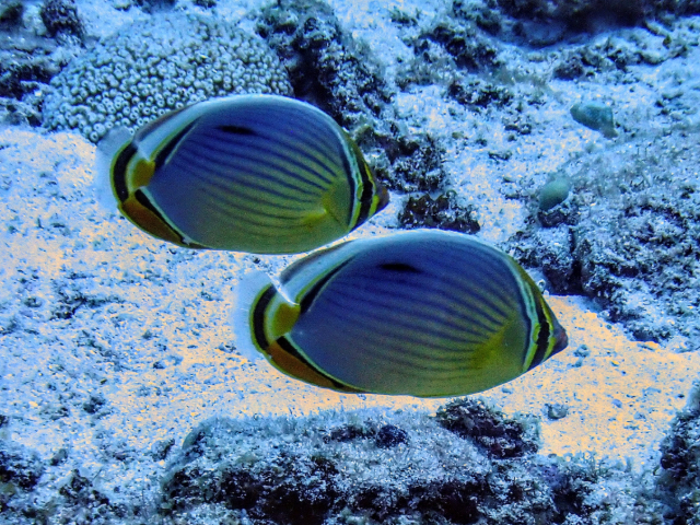 Click to View Indian Redfin Butterflyfish<br><span style='font-size:12px'><i>Dave & Rose</i></span>