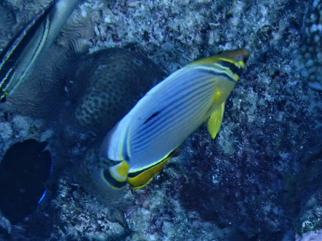 Indian Redfin Butterflyfish<br><span style='font-size:12px'><i>Dave & Rose</i></span>