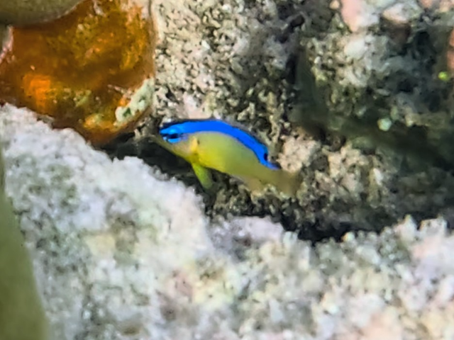 Indian Surge Demoiselle<br><span style='font-size:12px'><i>Dave & Rose</i>&nbsp&nbspMaldives&nbsp&nbsp12th Jan 2026</span>