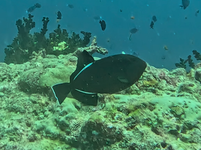 Indian Triggerfish<br><span style='font-size:12px'><i>Dave & Rose</i></span>