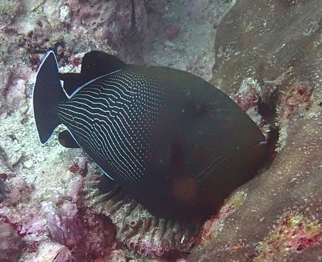Click to View Indian Triggerfish<br><span style='font-size:12px'><i>Dave & Rose</i></span>