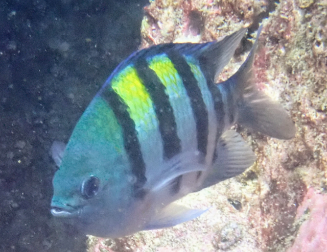 Click to View Indo-Pacific Sergeant<br><span style='font-size:12px'><i>Dave & Rose</i></span>