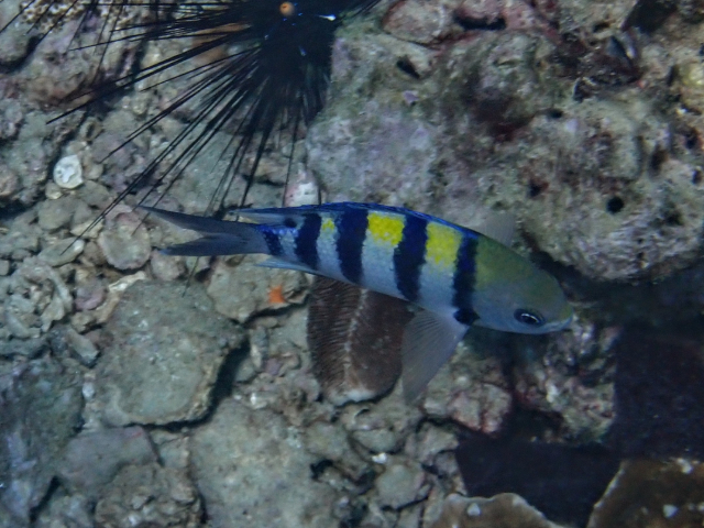 Click to View Indo-Pacific Sergeant<br><span style='font-size:12px'><i>Dave & Rose</i></span>