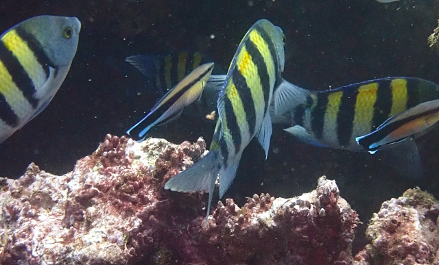 Click to View Indo-Pacific Sergeant<br><span style='font-size:12px'><i>Dave & Rose</i></span>