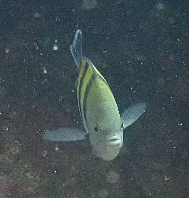 Click to View Indo-Pacific Sergeant<br><span style='font-size:12px'><i>Dave & Rose</i></span>