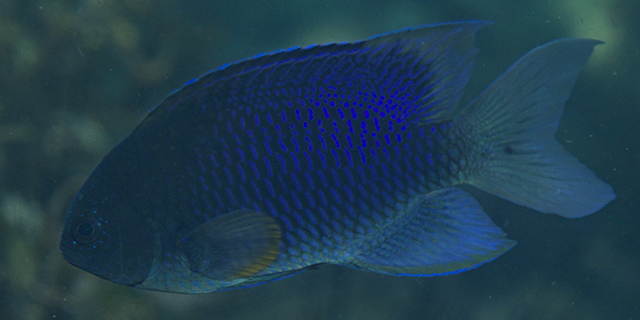 Click to View Indonesian Damsel<br><span style='font-size:12px'><i>Fishbase</i></span>