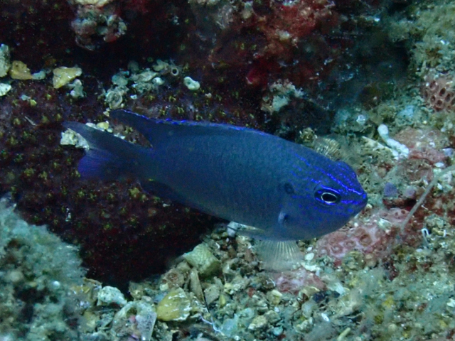 Click to View Indonesian Damsel<br><span style='font-size:12px'><i>Dave & Rose</i></span>