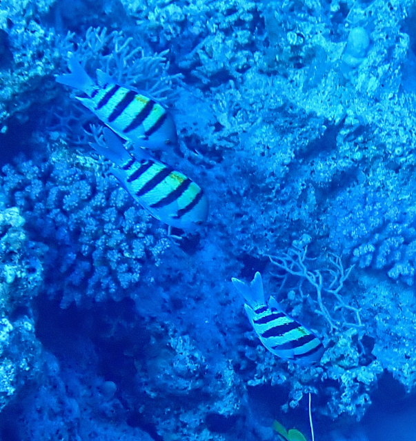 Click to View Indo-Pacific Sergeant<br><span style='font-size:12px'><i>Dave & Rose</i></span>