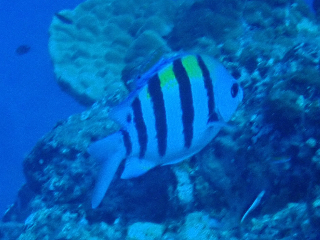 Click to View Indo-Pacific Sergeant<br><span style='font-size:12px'><i>Dave & Rose</i></span>