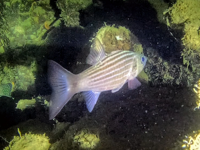 Intermediate Cardinalfish<br><span style='font-size:12px'><i>Dave & Rose</i>&nbsp&nbspPhilippines&nbsp&nbsp26th Apr 2026</span>