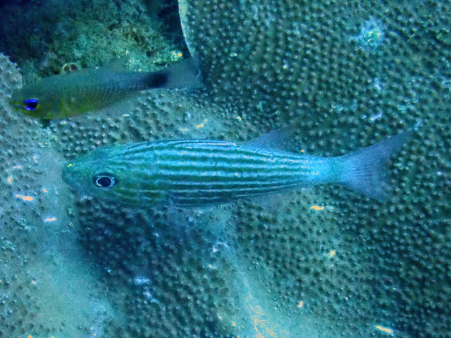 Click to View Intermediate Cardinalfish<br><span style='font-size:12px'><i>Dave & Rose</i></span>