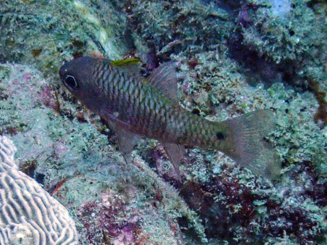 Click to View Iridescent Cardinalfish<br><span style='font-size:12px'><i>Dave & Rose</i></span>