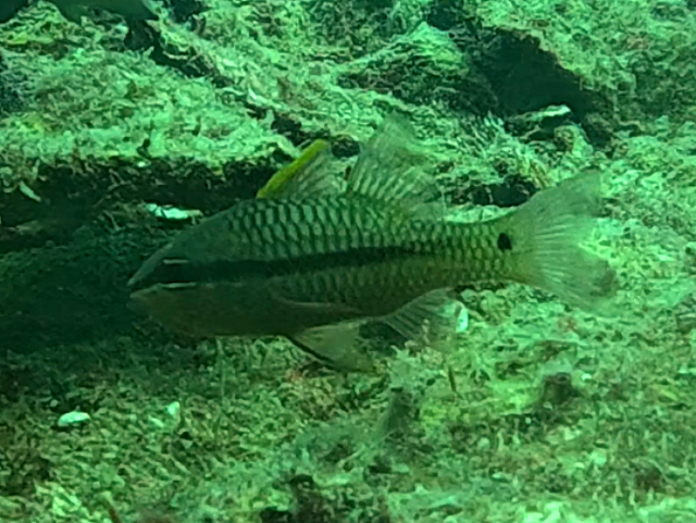 Click to View Iridescent Cardinalfish<br><span style='font-size:12px'><i>Dave & Rose</i></span>