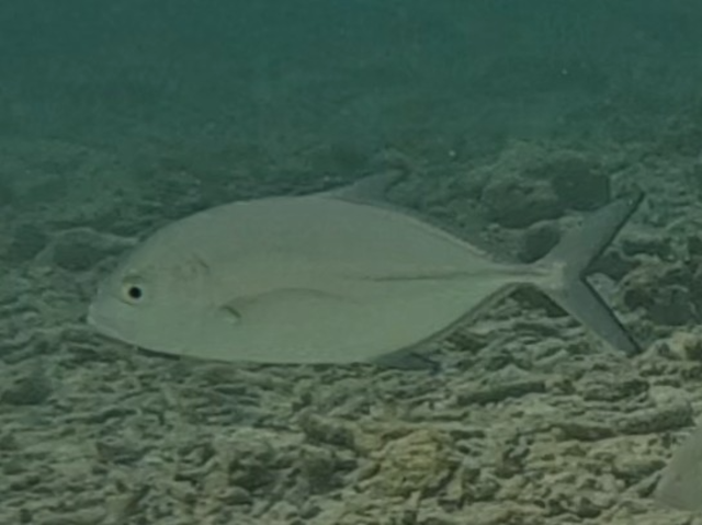 Island Trevally<br><span style='font-size:12px'><i>Dave & Rose</i>&nbsp&nbspMaldives&nbsp&nbsp12th Jan 2026</span>