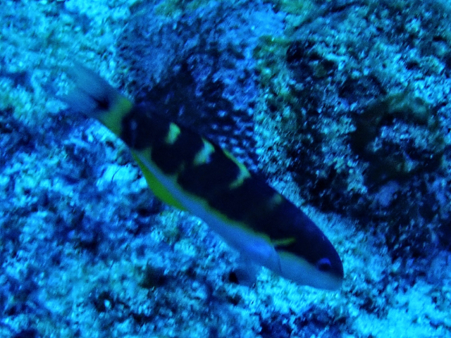 Click to View Jansen's Wrasse<br><span style='font-size:12px'><i>Dave & Rose</i></span>