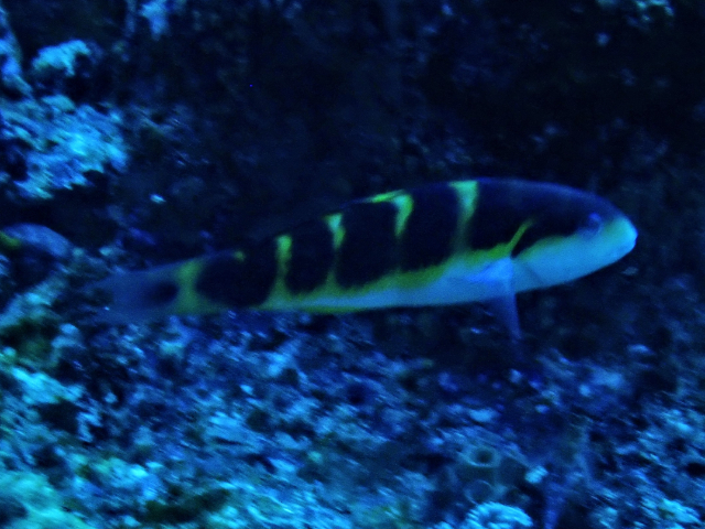 Click to View Jansen's Wrasse<br><span style='font-size:12px'><i>Dave & Rose</i></span>