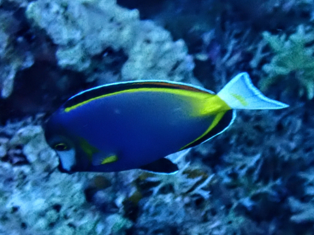 Japan Surgeonfish<br><span style='font-size:12px'><i>Dave & Rose</i>&nbsp&nbspPhilippines&nbsp&nbsp30th Apr 2026</span>