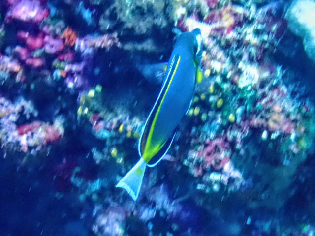 Click to View Japan Surgeonfish<br><span style='font-size:12px'><i>Dave & Rose</i></span>