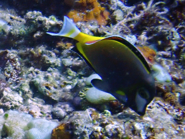 Click to View Japan Surgeonfish<br><span style='font-size:12px'><i>Dave & Rose</i></span>