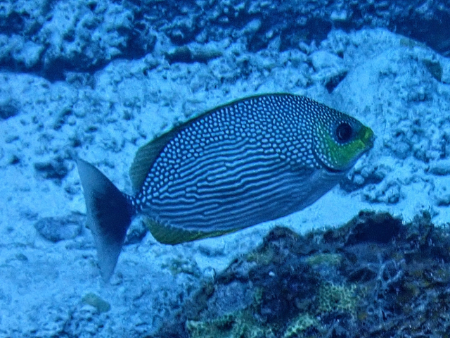 Click to View Java Rabbitfish<br><span style='font-size:12px'><i>Dave & Rose</i></span>