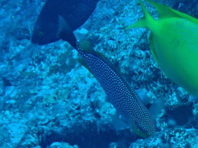 Click to View Java Rabbitfish<br><span style='font-size:12px'><i>Dave & Rose</i></span>