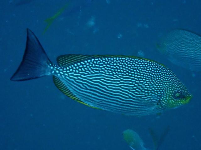 Java Rabbitfish<br><span style='font-size:12px'><i>Dave & Rose</i></span>