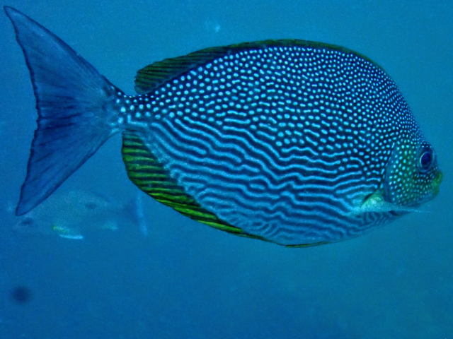 Java Rabbitfish<br><span style='font-size:12px'><i>Dave & Rose</i></span>