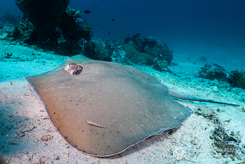 Click to View Jenkins' Whipray<br><span style='font-size:12px'><i>iNaturalist</i></span>
