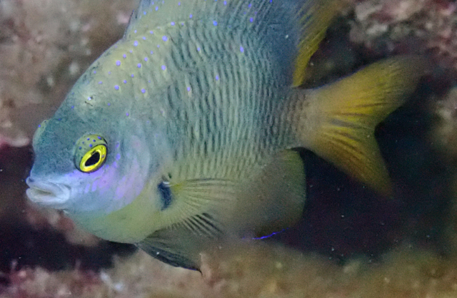 Click to View Jewel Damsel<br><span style='font-size:12px'><i>Dave & Rose</i></span>