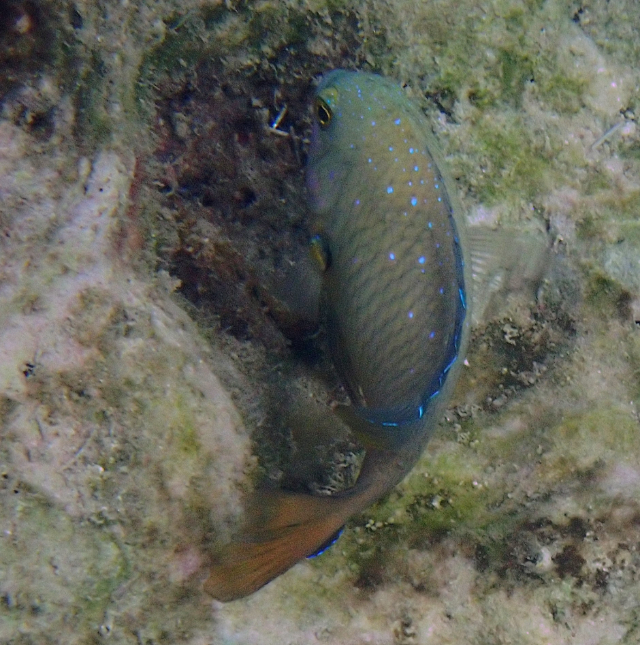 Click to View Jewel Damsel<br><span style='font-size:12px'><i>Dave & Rose</i></span>