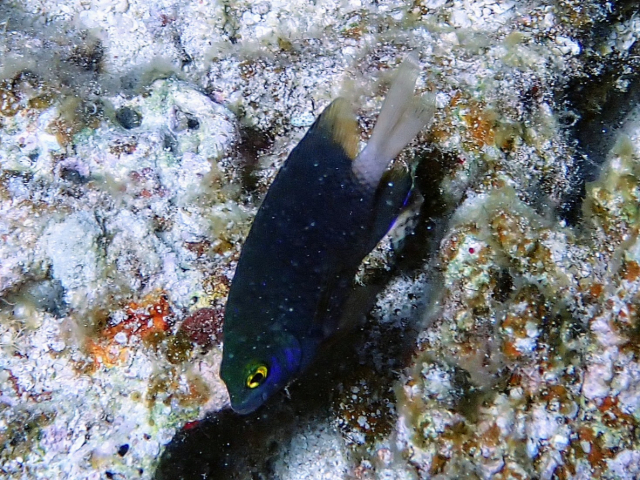 Click to View Jewel Damsel<br><span style='font-size:12px'><i>Dave & Rose</i></span>