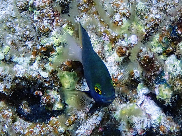 Click to View Jewel Damsel<br><span style='font-size:12px'><i>Dave & Rose</i></span>