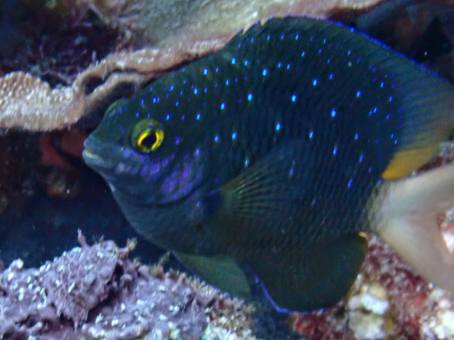 Click to View Jewel Damsel<br><span style='font-size:12px'><i>Dave & Rose</i></span>