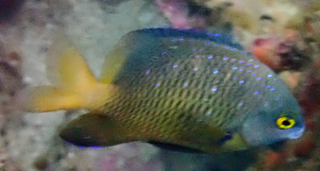 Click to View Jewel Damsel<br><span style='font-size:12px'><i>Dave & Rose</i></span>