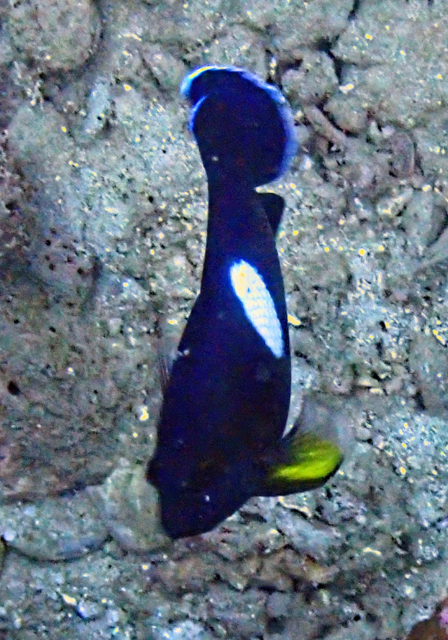 Click to View Keyhole Angelfish<br><span style='font-size:12px'><i>Dave & Rose</i></span>