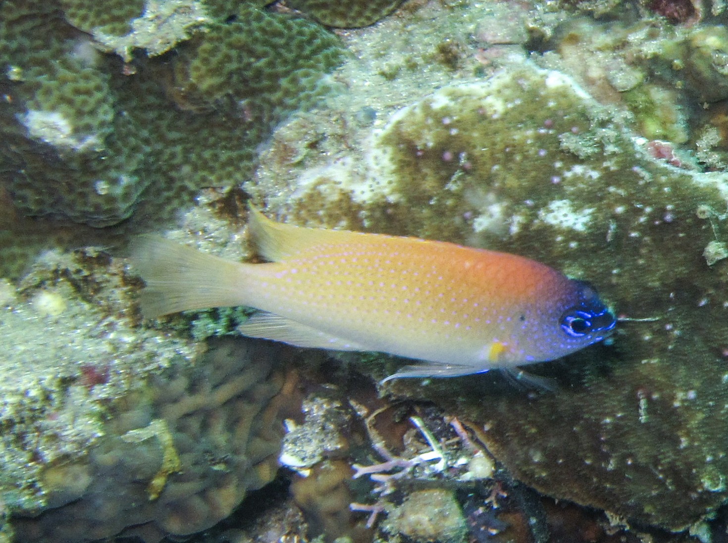 Click to View King Damsel<br><span style='font-size:12px'><i>iNaturalist</i></span>