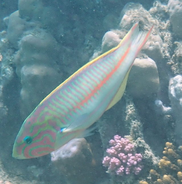 Click to View Klunzinger's Wrasse<br><span style='font-size:12px'><i>Dave & Rose</i></span>
