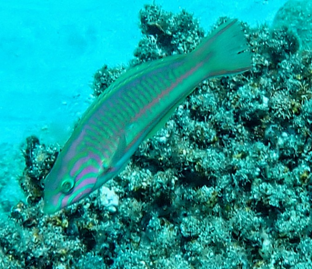 Click to View Klunzinger's Wrasse<br><span style='font-size:12px'><i>Dave & Rose</i></span>