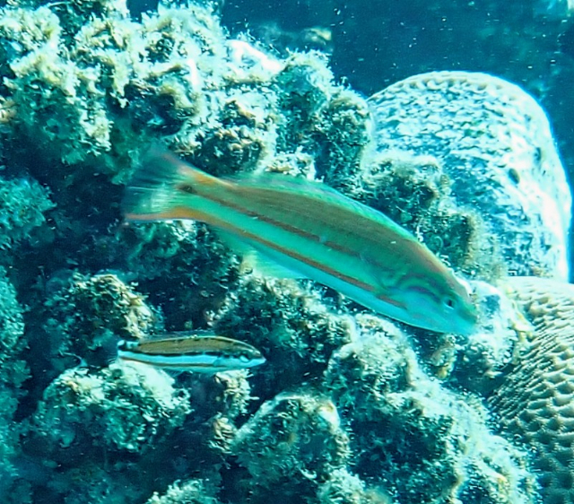 Click to View Klunzinger's Wrasse - Juvenile<br><span style='font-size:12px'><i>Dave & Rose</i></span>