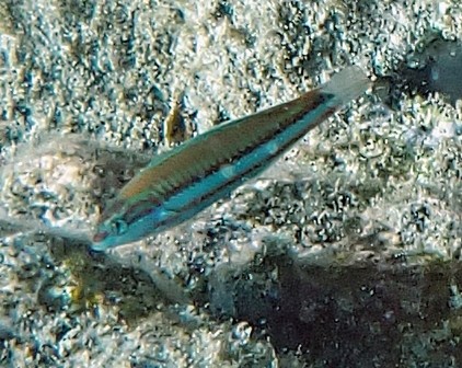 Click to View Klunzinger's Wrasse - Juvenile<br><span style='font-size:12px'><i>Dave & Rose</i></span>