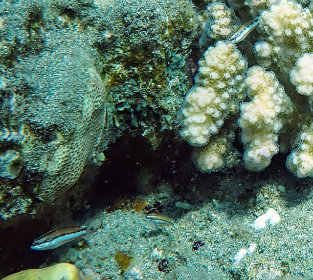 Click to View Klunzinger's Wrasse - juveniles<br><span style='font-size:12px'><i>Dave & Rose</i></span>