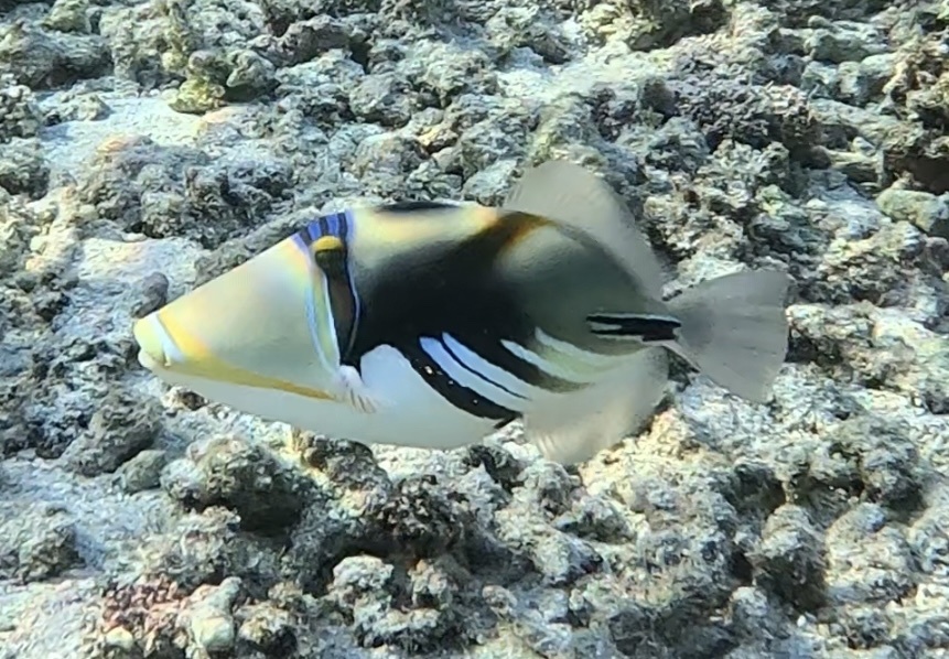 Click to View Lagoon Triggerfish<br><span style='font-size:12px'><i>iNaturalist</i></span>
