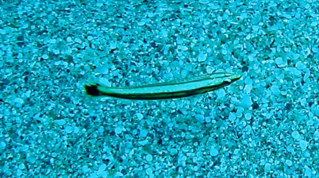 Click to View Lance Fangblenny<br><span style='font-size:12px'><i>Dave & Rose</i></span>