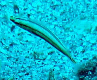 Click to View Lance Fangblenny<br><span style='font-size:12px'><i>Dave & Rose</i></span>