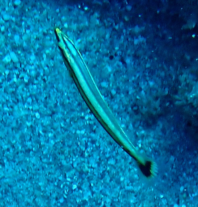 Click to View Lance Fangblenny<br><span style='font-size:12px'><i>Dave & Rose</i></span>