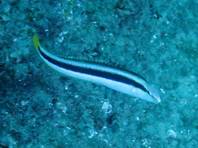 Click to View Lance Fangblenny<br><span style='font-size:12px'><i>Dave & Rose</i></span>