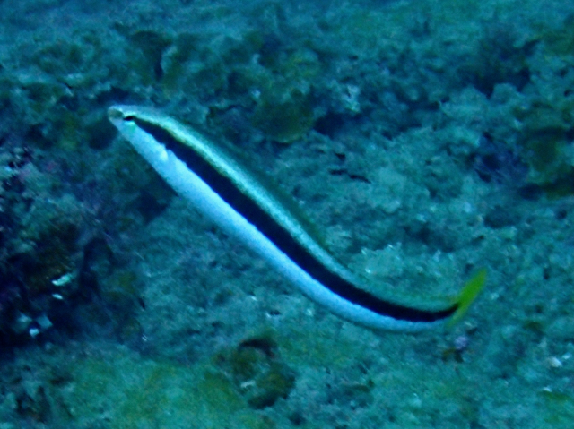 Click to View Lance Fangblenny<br><span style='font-size:12px'><i>Dave & Rose</i></span>