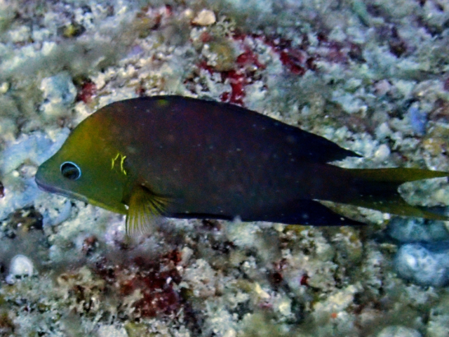 Latent Slingjaw Wrasse<br><span style='font-size:12px'><i>Dave & Rose</i>&nbsp&nbspPhilippines&nbsp&nbsp2nd May 2026</span>