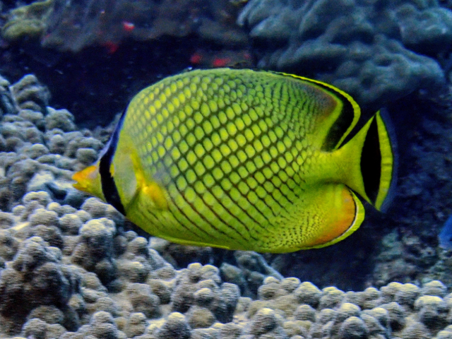 Latticed Butterflyfish<br><span style='font-size:12px'><i>Dave & Rose</i>&nbsp&nbspPhilippines&nbsp&nbsp2nd May 2026</span>